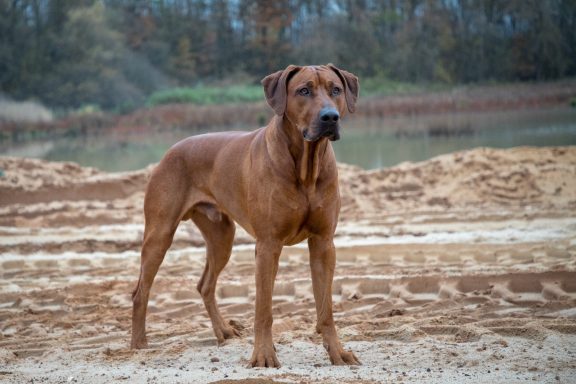 Vater von Ayla: SHAKA`S ROCK BAAKIR