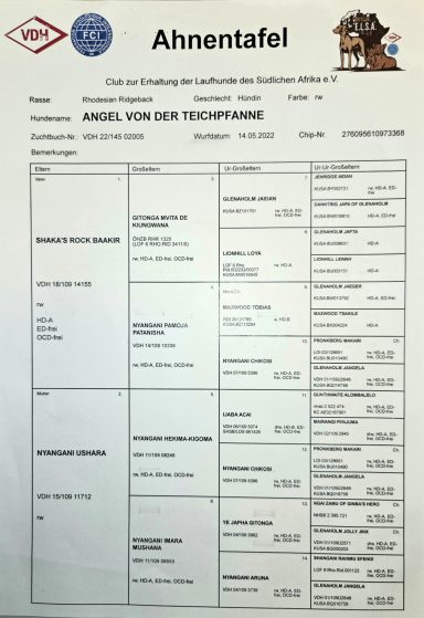 Ahnentafel von Ayla